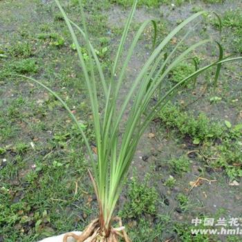 国产草b,绿色生态，引领未来农业发展新潮流