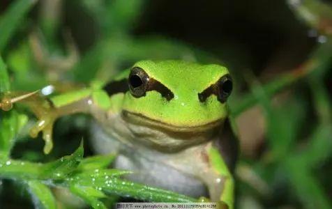 国产91小青蛙,探寻童年记忆中的欢乐精灵